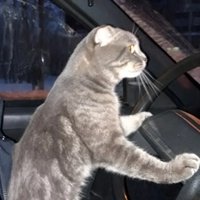 Аватар Ann Hood
