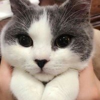 Аватар Максим Майер