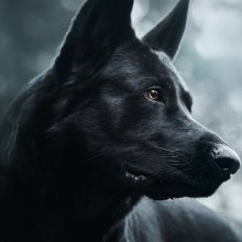 Аватар Дмитрий Вишневский
