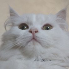 Аватар Дима Гомуков