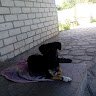 Аватар Андрей Сова