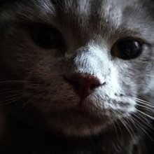 Аватар Даниил Лагушкин
