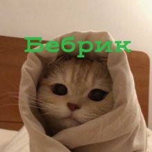 Аватар Матвей Замилацков