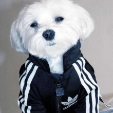 Аватар Димитрий Печеницын