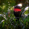 Аватар NinJa Fess