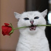 Аватар Владимир Иванов