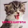 Аватар Котята Блогеры