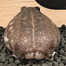 Аватар MOPS ERED