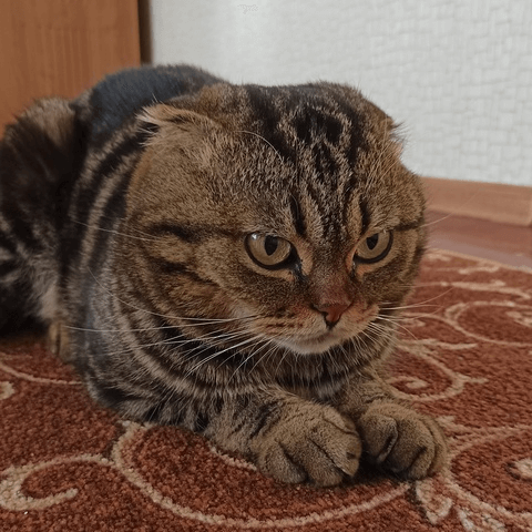 Аватар Лемон Качанчик