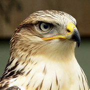 Аватар SokoL.ИслаМ_ИсакоВ