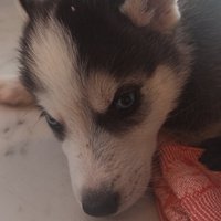 Аватар Кирилл Сенченко