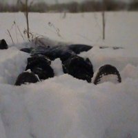 Аватар Савелий Горюнов