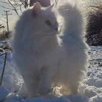 Аватар Екатерина Никонова