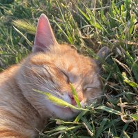 Аватар Исмаил Исмаилов